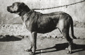 fila - Canine Heritage