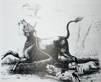 Bull baiting - Canine Heritage