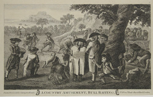 bull baiting 1784