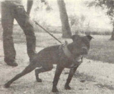 Pit Bull Garden: Evolution of the Pit Bull Terrier & other Game
