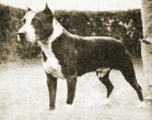 American Staffordshire Terrier History: How the AmStaff Separated From the  Pit Bull – American Kennel Club