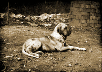 fila brasileiro - Canine Heritage