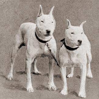 Hinks' Bull Terrier - Canine Heritage